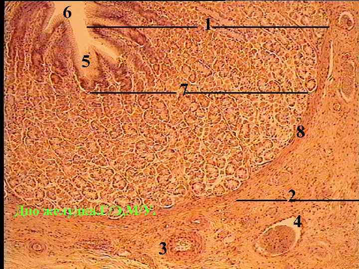 6 1 5 7 8 2 4 Дно желудка. Г/Э, М/У. 3 