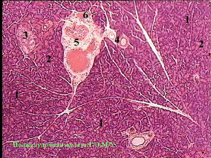 6 3 1 4 5 2 1 1 Поджелудочная железа. Г/Э, М/У. 2 