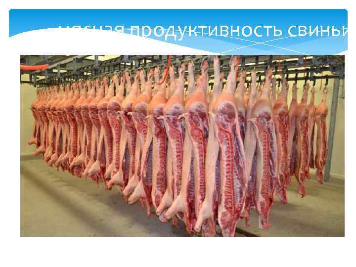 мясная продуктивность свиньи 