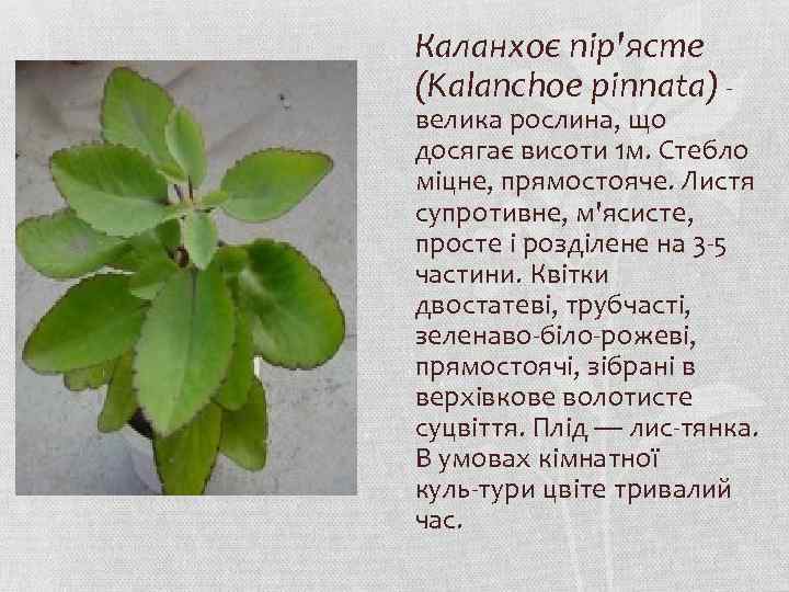 Каланхоє пір'ясте (Kalanchoe pinnata) велика рослина, що досягає висоти 1 м. Стебло міцне, прямостояче.