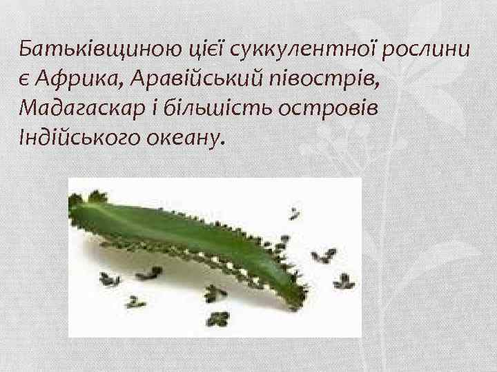 Батьківщиною цієї суккулентної рослини є Африка, Аравійський півострів, Мадагаскар і більшість островів Індійського океану.