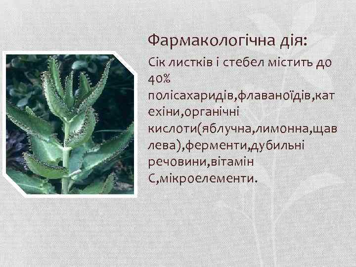 Фармакологічна дія: Сік листків і стебел містить до 40% полісахаридів, флаваноїдів, кат ехіни, органічні