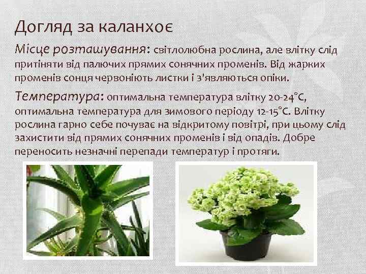 Догляд за каланхоє Місце розташування: світлолюбна рослина, але влітку слід притіняти від палючих прямих