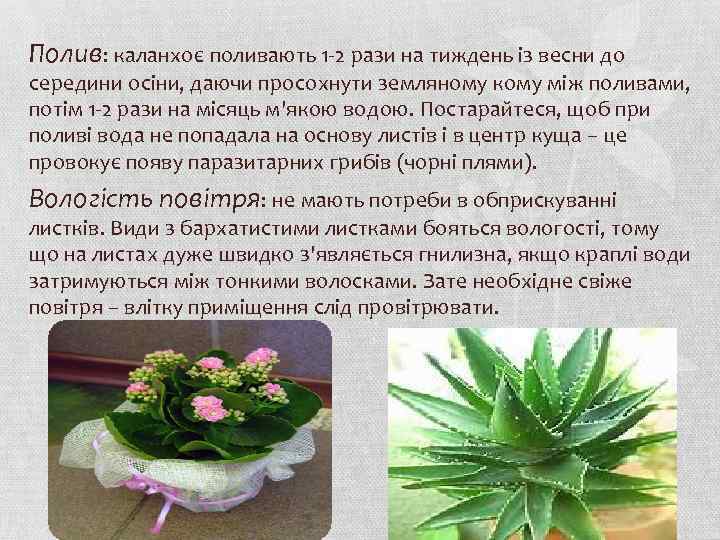 Полив: каланхоє поливають 1 2 рази на тиждень із весни до середини осіни, даючи