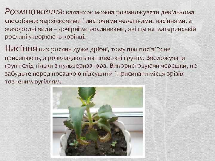 Розмноження: каланхоє можна розмножувати декількома способами: верхівковими і листовими черешками, насіннями, а живородні види