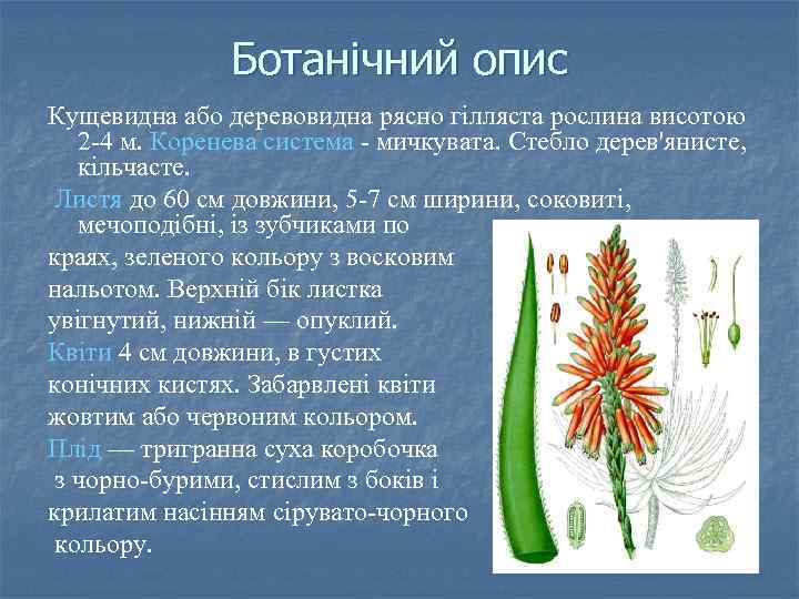 Ботанічний опис Кущевидна або деревовидна рясно гілляста рослина висотою 2 -4 м. Коренева система