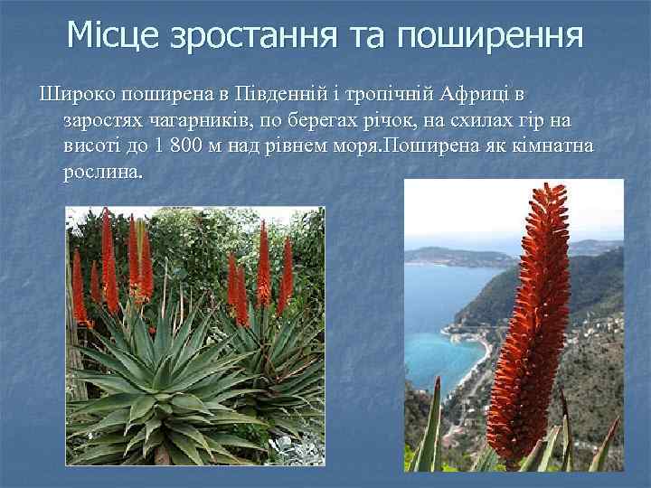 Місце зростання та поширення Широко поширена в Південній і тропічній Африці в заростях чагарників,
