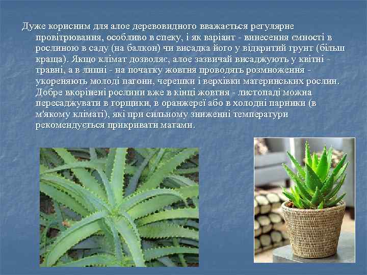 Дуже корисним для алое деревовидного вважається регулярне провітрювання, особливо в спеку, і як варіант
