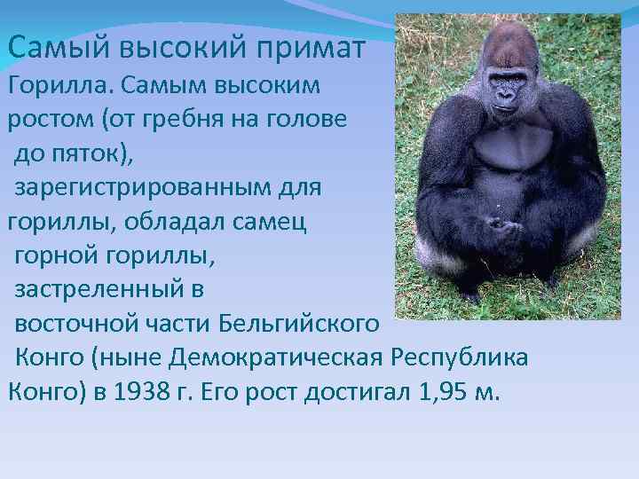 Самый высокий примат Горилла. Самым высоким ростом (от гребня на голове до пяток), зарегистрированным