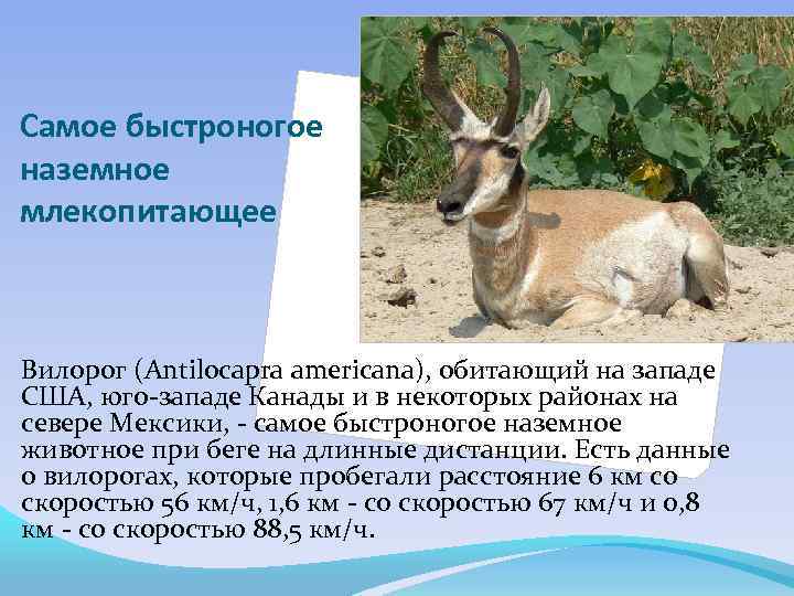 Самое быстроногое наземное млекопитающее Вилорог (Antilocapra americana), обитающий на западе США, юго-западе Канады и