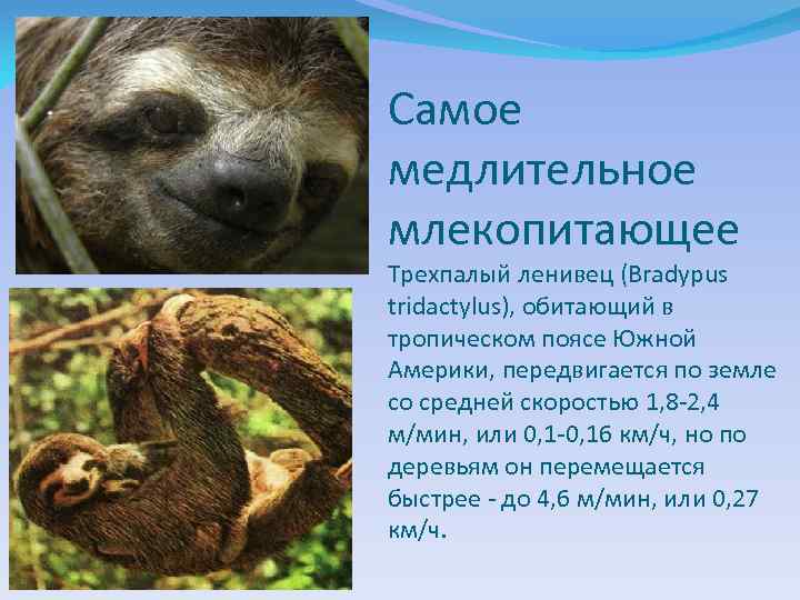 Самое медлительное млекопитающее Трехпалый ленивец (Bradypus tridactylus), обитающий в тропическом поясе Южной Америки, передвигается