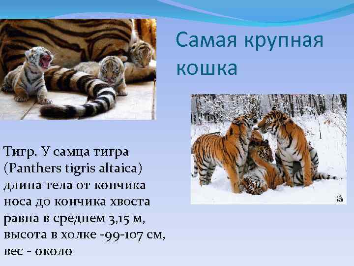 Самая крупная кошка Тигр. У самца тигра (Panthers tigris altaica) длина тела от кончика