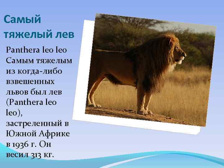 Самый тяжелый лев Panthera leo Самым тяжелым из когда-либо взвешенных львов был лев (Panthera
