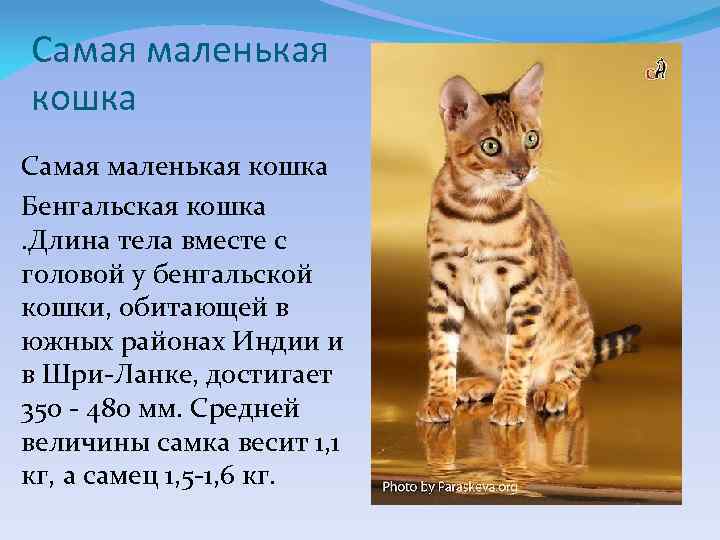 Самая маленькая кошка Бенгальская кошка. Длина тела вместе с головой у бенгальской кошки, обитающей