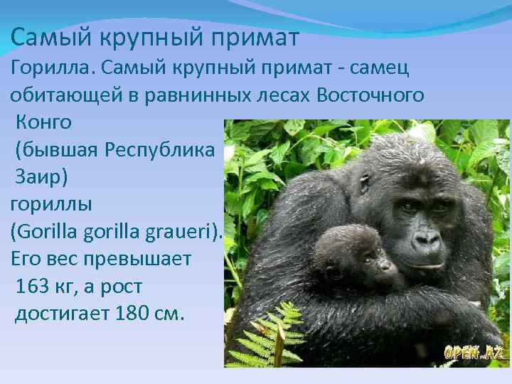 Самый крупный примат Горилла. Самый крупный примат - самец обитающей в равнинных лесах Восточного