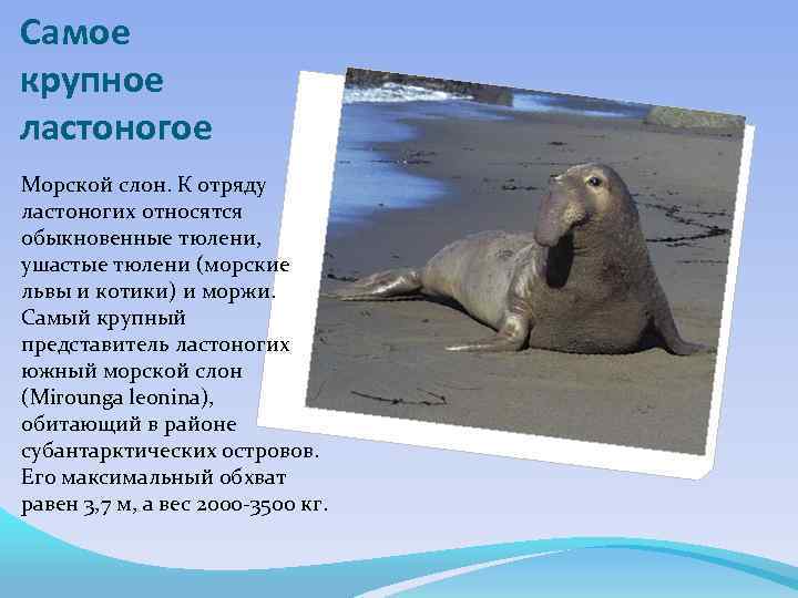 Самое крупное ластоногое Морской слон. К отряду ластоногих относятся обыкновенные тюлени, ушастые тюлени (морские