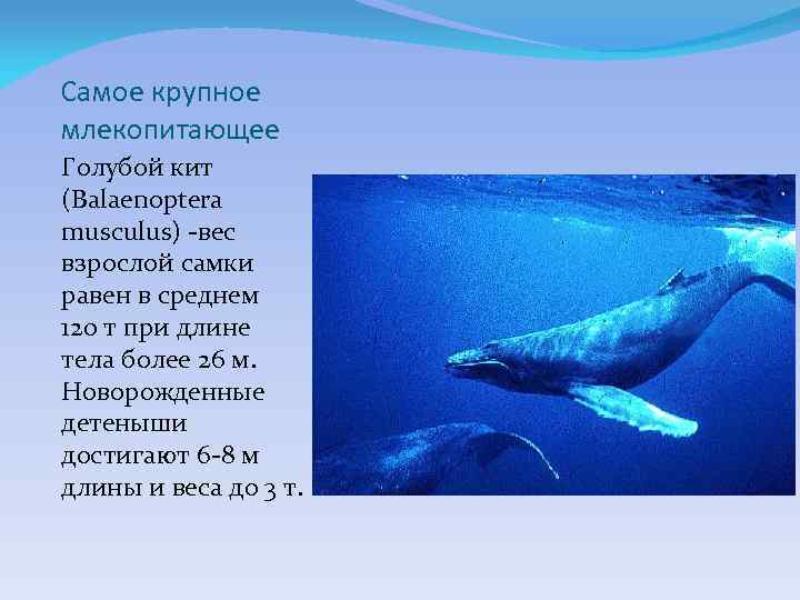 Самое крупное млекопитающее Голубой кит (Balaenoptera musculus) -вес взрослой самки равен в среднем 120