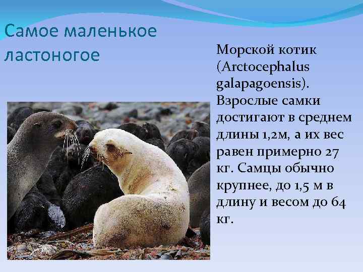 Самое маленькое ластоногое Морской котик (Arctocephalus galapagoensis). Взрослые самки достигают в среднем длины 1,