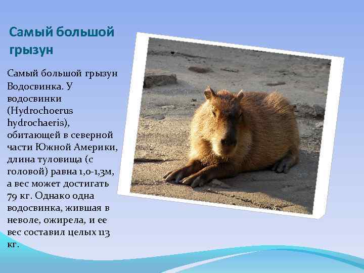 Самый большой грызун Водосвинка. У водосвинки (Hydrochoerus hydrochaeris), обитающей в северной части Южной Америки,