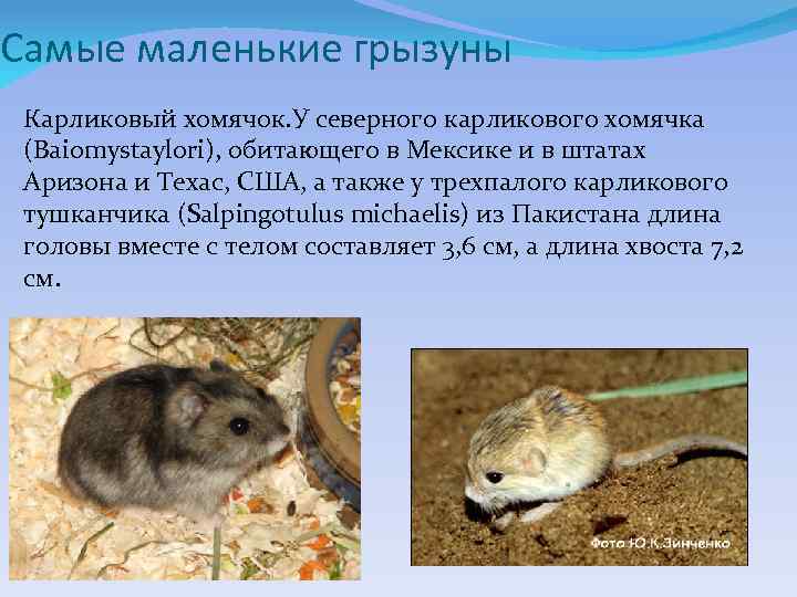 Самые маленькие грызуны Карликовый хомячок. У северного карликового хомячка (Baiomystaylori), обитающего в Мексике и