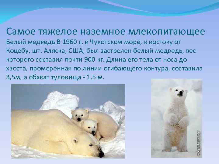 Самое тяжелое наземное млекопитающее Белый медведь В 1960 г. в Чукотском море, к востоку