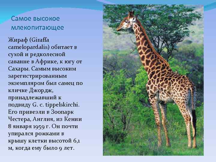 Самое высокое млекопитающее Жираф (Giraffa camelopardalis) обитает в сухой и редколесной саванне в Африке,
