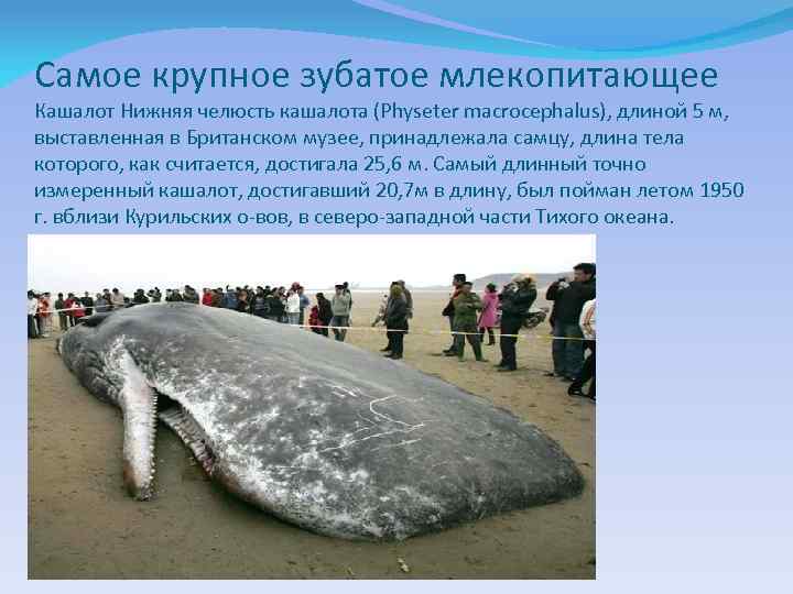 Самое крупное зубатое млекопитающее Кашалот Нижняя челюсть кашалота (Physeter macrocephalus), длиной 5 м, выставленная