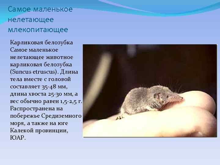 Самое маленькое нелетающее млекопитающее Карликовая белозубка Самое маленькое нелетающее животное карликовая белозубка (Suncus etruscus).