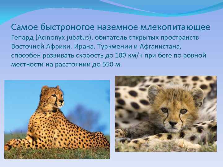 Самое быстроногое наземное млекопитающее Гепард (Acinonyx jubatus), обитатель открытых пространств Восточной Африки, Ирана, Туркмении