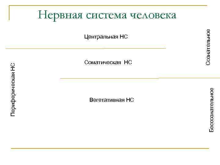 Соматическая НС Вегетативная НС Бессознательное Периферическая НС Центральная НС Сознательное Нервная система человека 