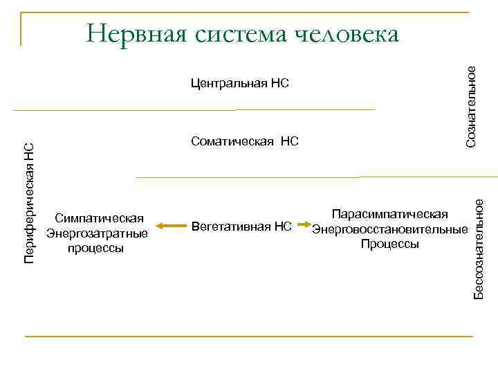 Соматическая НС Симпатическая Энергозатратные процессы Вегетативная НС Бессознательное Периферическая НС Центральная НС Сознательное Нервная