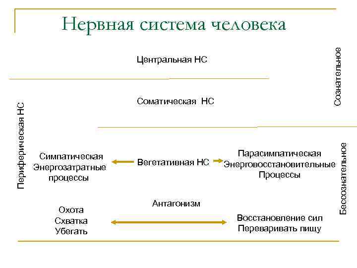 Периферическая НС Центральная НС Соматическая НС Симпатическая Энергозатратные процессы Охота Схватка Убегать Вегетативная НС