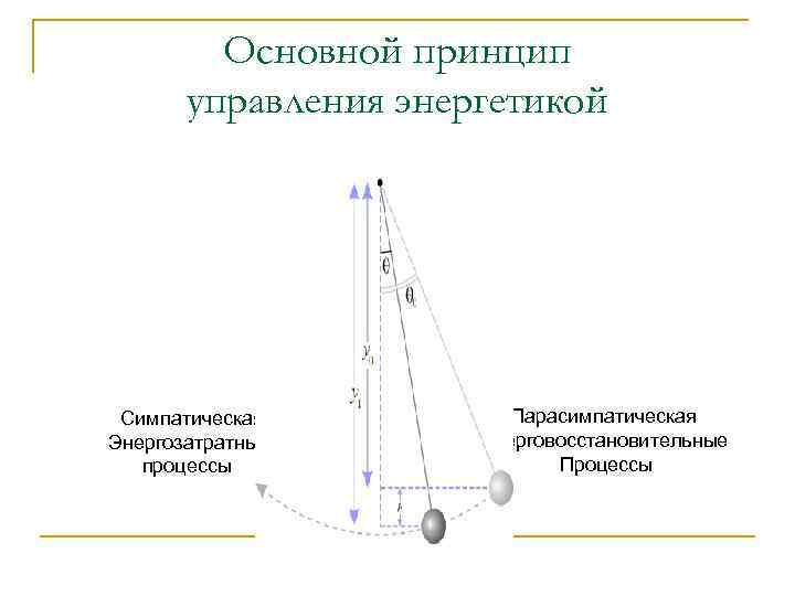 Основной принцип управления энергетикой Симпатическая Энергозатратные процессы Парасимпатическая Энерговосстановительные Процессы 