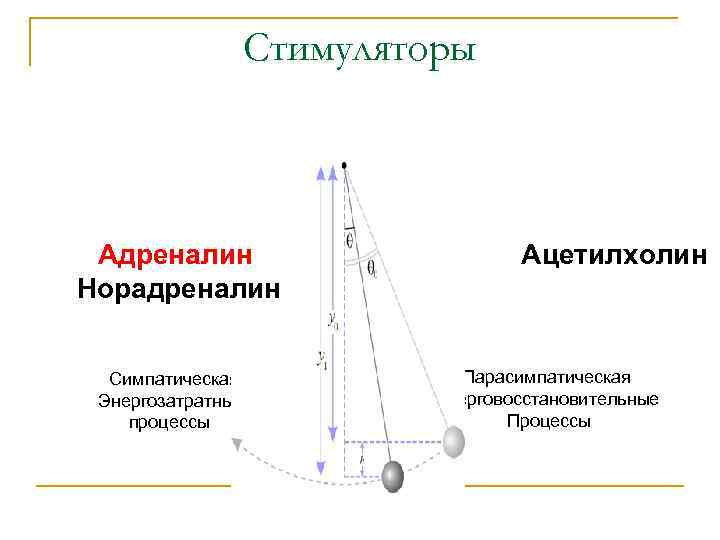 Стимуляторы Адреналин Норадреналин Симпатическая Энергозатратные процессы Ацетилхолин Парасимпатическая Энерговосстановительные Процессы 