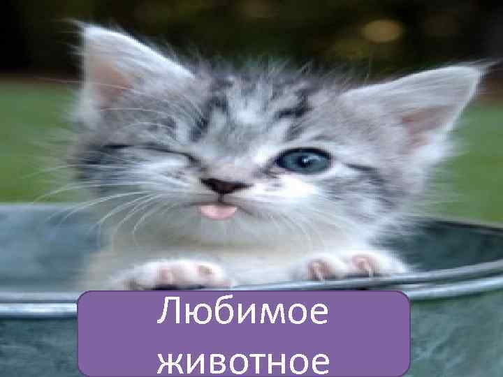 Любимое животное 