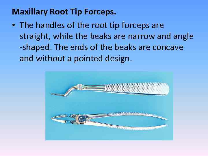 Maxillary Root Tip Forceps. • The handles of the root tip forceps are straight,