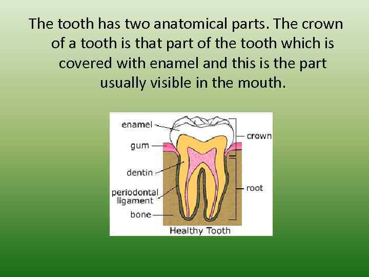 The tooth has two anatomical parts. The crown of a tooth is that part