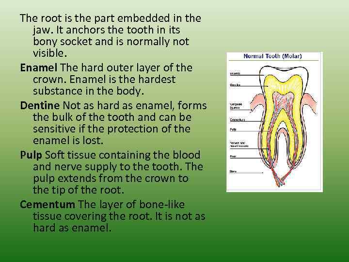 The root is the part embedded in the jaw. It anchors the tooth in