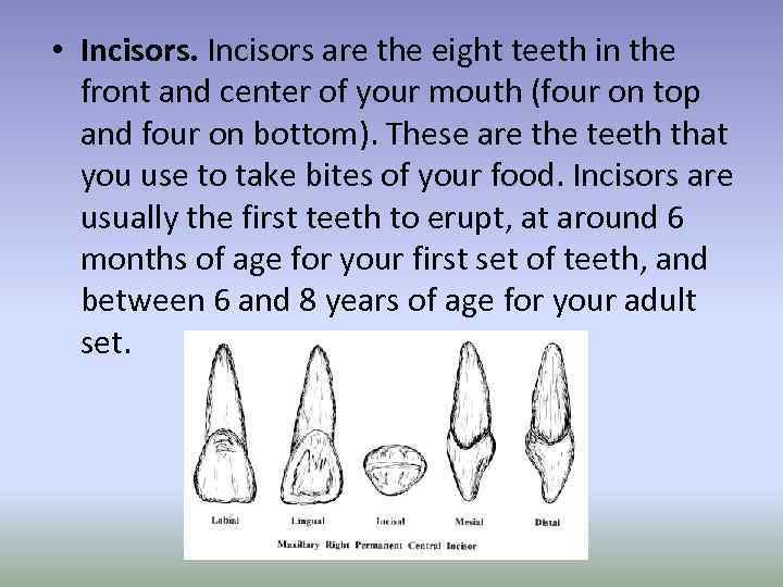  • Incisors are the eight teeth in the front and center of your