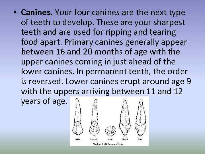  • Canines. Your four canines are the next type of teeth to develop.