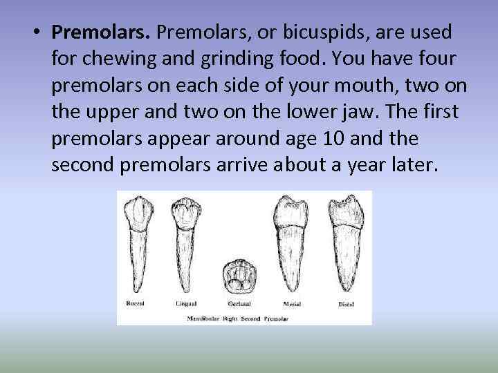  • Premolars, or bicuspids, are used for chewing and grinding food. You have