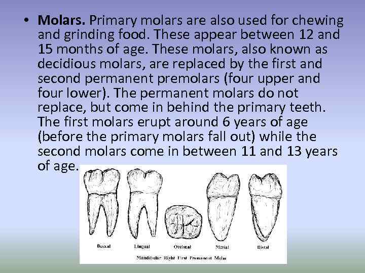  • Molars. Primary molars are also used for chewing and grinding food. These