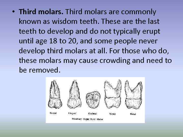  • Third molars are commonly known as wisdom teeth. These are the last