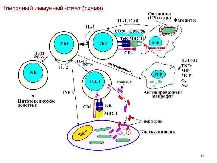 Клеточный иммунный ответ (схема) 11 