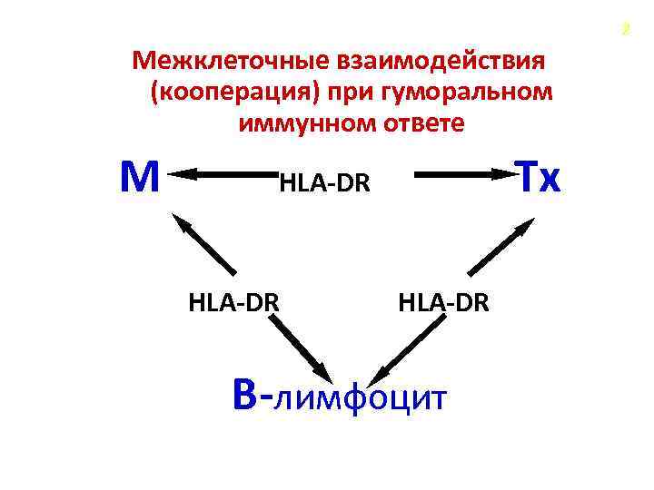 2 Межклеточные взаимодействия (кооперация) при гуморальном иммунном ответе М Tx HLA-DR B-лимфоцит 