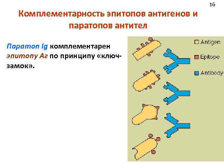 Комплементарность эпитопов антигенов и паратопов антител Паратоп Ig комплементарен эпитопу Аг по принципу «ключзамок»