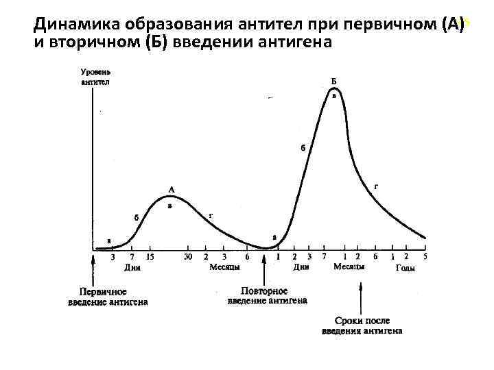 45 Динамика образования антител при первичном (А) и вторичном (Б) введении антигена 