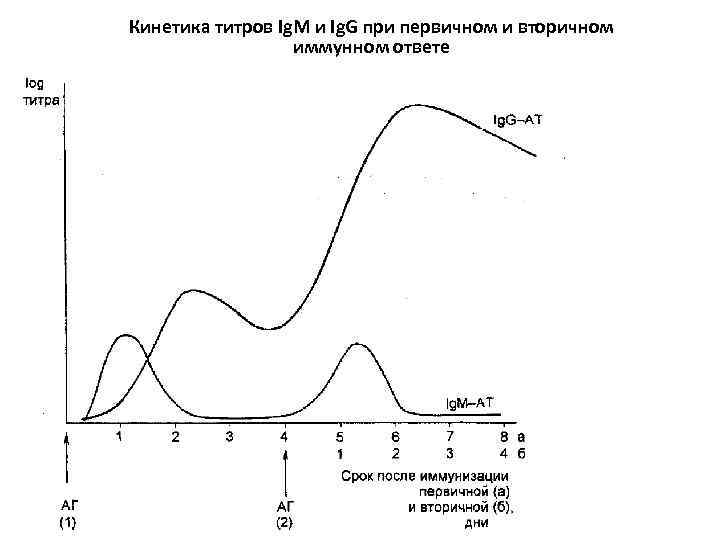 Кинетика титров Ig. M и Ig. G при первичном и вторичном иммунном ответе 