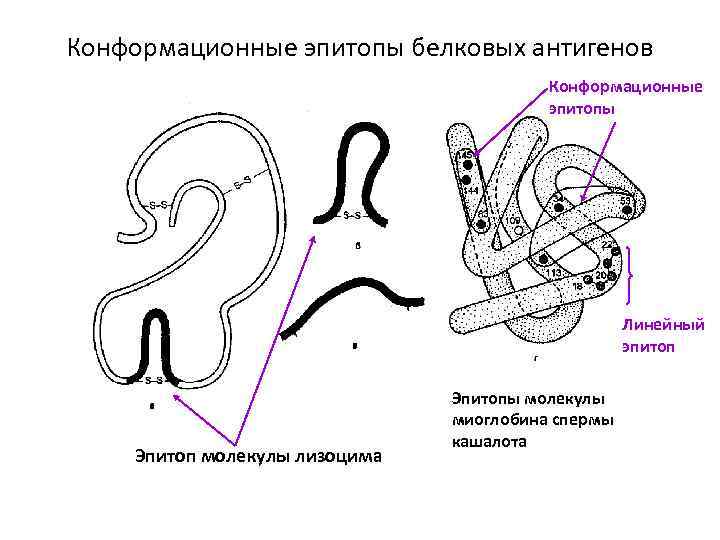 Конформационные эпитопы белковых антигенов Конформационные эпитопы Линейный эпитоп Эпитоп молекулы лизоцима Эпитопы молекулы миоглобина