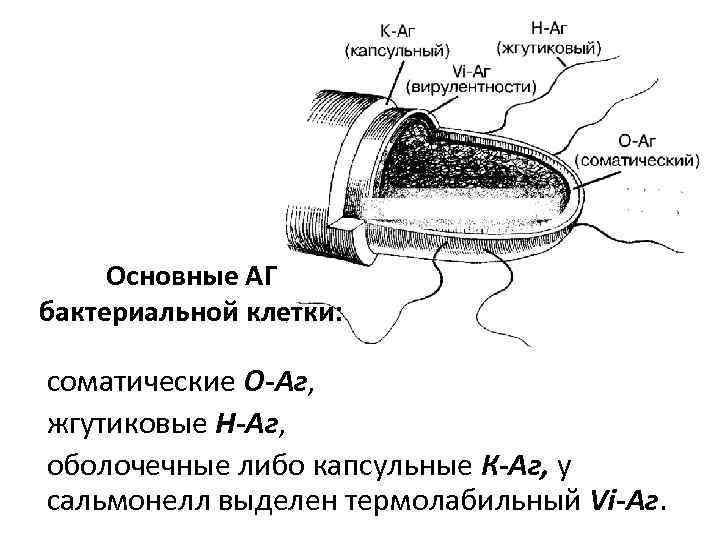 Основные АГ бактериальной клетки: соматические О-Аг, жгутиковые H-Аг, оболочечные либо капсульные К-Аг, у сальмонелл